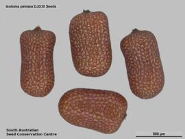   Seeds:   Isotoma petraea ; Photo by South Australian Seed Conservation Centre, used with permission
